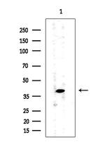 PIK3CG Antibody in Western Blot (WB)