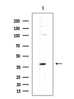 PIK3CG Antibody in Western Blot (WB)