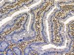 HUNK Antibody in Immunohistochemistry (Paraffin) (IHC (P))