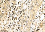 SLC44A1 Antibody in Immunohistochemistry (Paraffin) (IHC (P))
