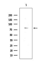 SLC44A1 Antibody in Western Blot (WB)
