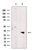 CD300f Antibody in Western Blot (WB)