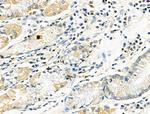 RUNX3 Polyclonal Antibody