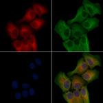 HTR5B Polyclonal Antibody