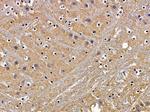 HTR5B Antibody in Immunohistochemistry (Paraffin) (IHC (P))