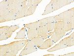 ADORA3 Polyclonal Antibody