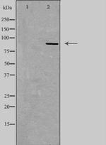 EMR2 Antibody in Western Blot (WB)