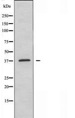 RXFP4 Polyclonal Antibody
