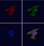 GPR119 Polyclonal Antibody