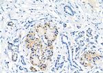 GPR119 Antibody in Immunohistochemistry (Paraffin) (IHC (P))