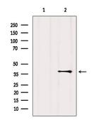GPR119 Antibody in Western Blot (WB)