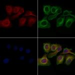 GPR150 Polyclonal Antibody