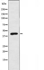 GPR150 Antibody in Western Blot (WB)