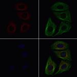 CSRL1 Antibody in Immunocytochemistry (ICC/IF)