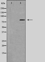 CSRL1 Antibody in Western Blot (WB)