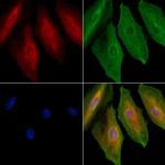 EMR4 Polyclonal Antibody