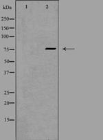 FZD3 Polyclonal Antibody