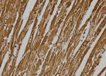 GPR137C Polyclonal Antibody
