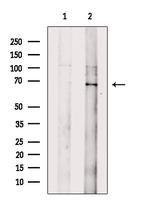 GPR107 Antibody in Western Blot (WB)