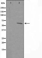 GPR108 Antibody in Western Blot (WB)
