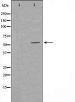 GPR114 Antibody in Western Blot (WB)