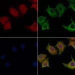 GPR115 Antibody in Immunocytochemistry (ICC/IF)