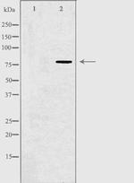 GPR115 Antibody in Western Blot (WB)