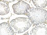 GPR135 Antibody in Immunohistochemistry (Paraffin) (IHC (P))