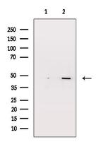 GPR135 Antibody in Western Blot (WB)
