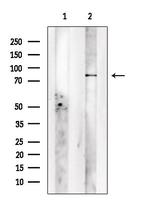 GPR149 Polyclonal Antibody