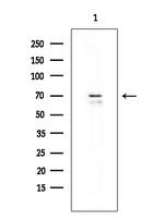 GPR156 Antibody in Western Blot (WB)