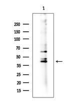 GPR157 Polyclonal Antibody