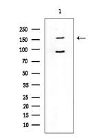 GPR158 Antibody in Western Blot (WB)