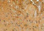 GPR34 Antibody in Immunohistochemistry (Paraffin) (IHC (P))