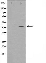 GPR75 Polyclonal Antibody