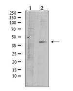 mPR alpha Antibody in Western Blot (WB)