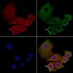 MRGPRE Antibody in Immunocytochemistry (ICC/IF)