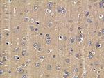 MRGPRX1 Antibody in Immunohistochemistry (Paraffin) (IHC (P))