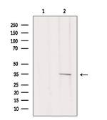 MC1R Antibody in Western Blot (WB)