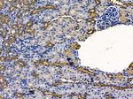 OR10G2 Antibody in Immunohistochemistry (Paraffin) (IHC (P))