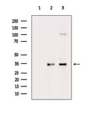OR10G2 Antibody in Western Blot (WB)