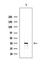 OR10G2 Antibody in Western Blot (WB)