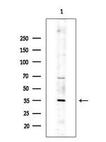 OR10G2 Antibody in Western Blot (WB)