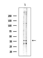 OR10G2 Antibody in Western Blot (WB)