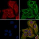 OR11L1 Antibody in Immunocytochemistry (ICC/IF)