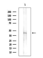 OR11L1 Antibody in Western Blot (WB)