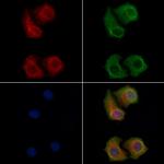 OR13C4 Antibody in Immunocytochemistry (ICC/IF)