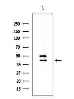 OR2AG1/OR2AG2 Polyclonal Antibody