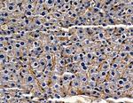 OR2T2/OR2T35 Antibody in Immunohistochemistry (Paraffin) (IHC (P))