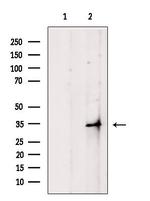 OR4F4/OR4F5/OR4F17 Antibody in Western Blot (WB)